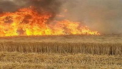 إخماد حريق نشب في محصول قمح بقرية أقفهص ببني سويف