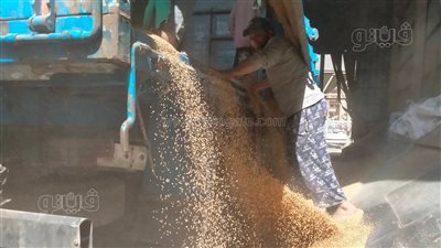 وهلت بشاير سنابل الخير.. صوامع المنوفية تستقبل محصول القمح | فيديو