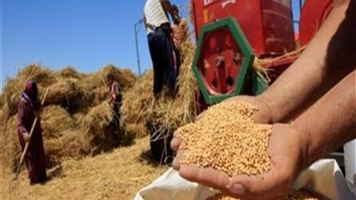 محافظ الشرقية: توريد 127 ألف طن قمح للصوامع 