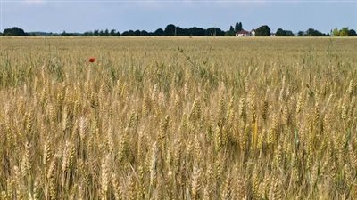 توريد 168 ألف طن قمح من مزارع الوادي الجديد