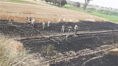 حريق يلتهم 12 قيراط قمح ببني سويف