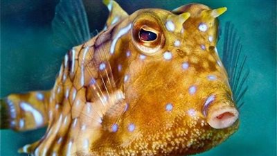 بعد التحذير من سمكة الأرنب.. قائمة الأسماك السامة في السوق المصري