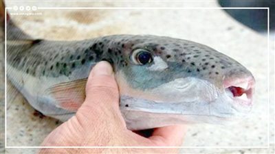 السمكة الأشد فتكا بالعالم.. تقتل في 6 ساعات | فيديوجراف