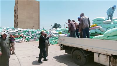 صوامع ميت غمر تستقبل القمح من فلاحي الدقهلية| فيديو