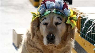 كلب بلجيكي يلتهم أموالًا سحبها صاحبه لشراء سيارة جديدة