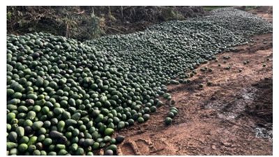 طرق بلدة أسترالية تمتلئ بأطنان من الأفوكادو بعد احتجاج مزارعين