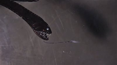 رصد سمكة التنين الغامضة الأكثر سوادًا في قيعان البحار | فيديو