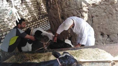 تحصين 372 ألف رأس ماشية ضد الحمى القلاعية والوادي المتصدع بالمنوفية