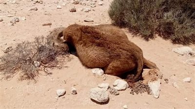 لجنة من الطب البيطري لكشف حقيقة نفوق الإبل بدون سبب جنوب السلوم | صور 