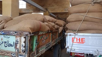 توريد 119 ألف طن قمح للصوامع والشون بالمنيا