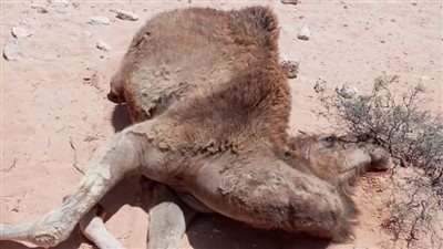 بيطري مطروح يكشف حقيقة نفوق الإبل جنوب السلوم | صور