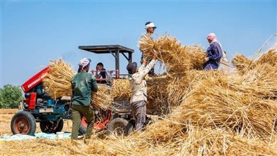 القابضة للصوامع: نتوقع استلام 5 ملايين طن قمح هذا العام 