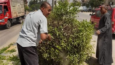 تقليم وقص الأشجار بطريق أسيوط الزراعي بالحوامدية | صور