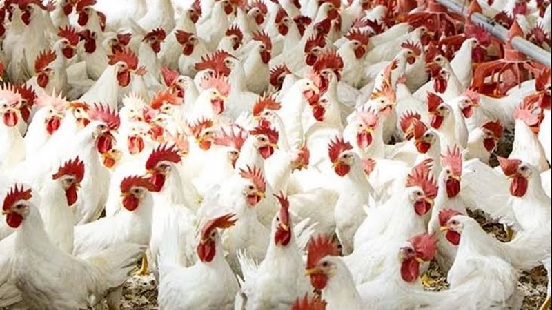 أسعار الدواجن بالقليوبية