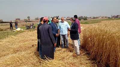 محافظ الشرقية: توريد 260 ألف طن قمح بالصوامع 