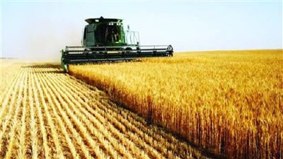 الزراعة: حققنا 65% اكتفاء ذاتيًا من محصول القمح