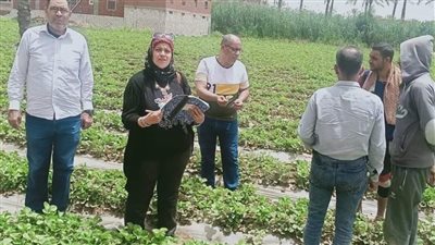 لجان من زراعة الإسماعيلية تتابع زراعات الخضر والفاكهة| صور