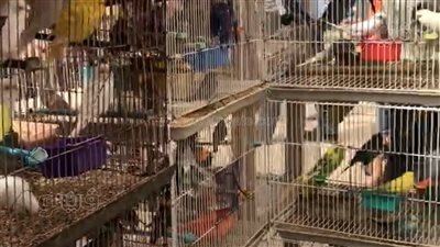 أكبر عرض للحيوانات الأليفة.. جولة داخل سوق الجمعة بالسيدة عائشة | فيديو 