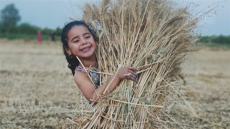 حصاد القمح بالمنوفية