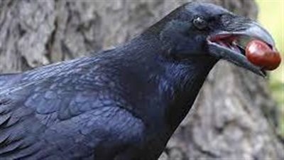 تفسير رؤية الغراب في المنام وعلاقته بالأخبار السيئة والهموم