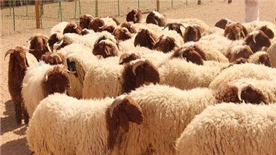 بعد زيادتها 30 %.. شعبة القصابين تكشف أسباب ارتفاع أسعار الأضاحي 