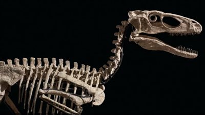 بـ12 مليون دولار.. بيع الهيكل العظمي للديناصور المرعب