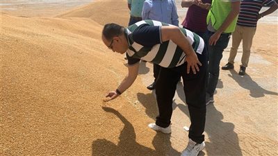 رئيس الحجر الزراعي: القمح الهندي أفضل من الروسي والأوكراني
