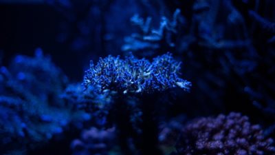 باحثون يطورون آلية لتوليد الكهرباء من الطحالب الزرقاء