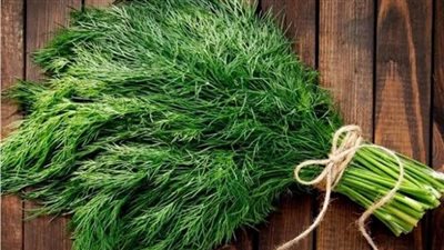 تفسير رؤية الشبت في المنام وعلاقتها بالزواج من رجل ثري 