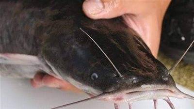 تفسير حلم صيد القراميط في المنام وعلاقته بالشفاء من الأمراض 