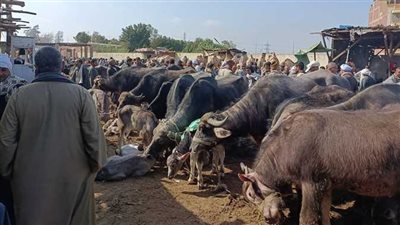 سقوط تشكيل عصابي لسرقة الماشية من الحظائر في الجيزة 