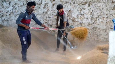 أرز العنبر.. الجفاف يهدد الوجبة الأساسية علي مائدة العراقيين