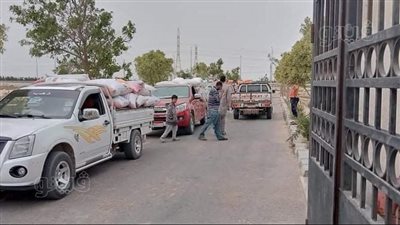 طوابير من السيارات لتوريد القمح لصوامع الإسماعيلية| صور