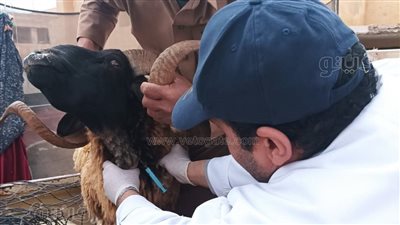 محافظ مطروح يتابع انطلاق القوافل البيطرية| صور