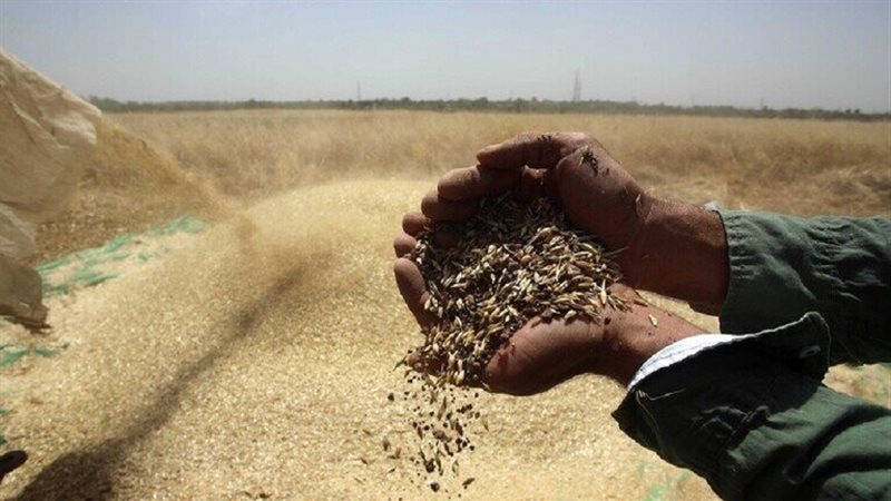 محصول القمح 