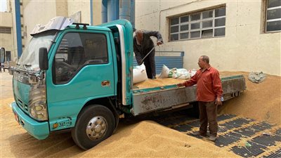 الذهب الأصفر يزين عروس الصعيد.. أكبر صوامع المنيا تستقبل محصول القمح | فيديو