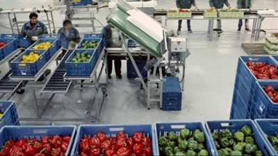 التصديري للحاصلات الزراعية: نصدر سنويا بـ2.5 مليار دولار | فيديو