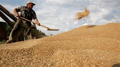 مستوردو القمح يتوقعون قفزة جديدة في الأسعار بعد قرار الهند ويبحثون عن البديل