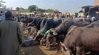 تعرف على حصيلة اليوم الأول لمزاد بيع مواشي مستريح أسوان