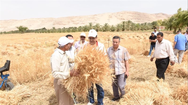 حصاد قمح