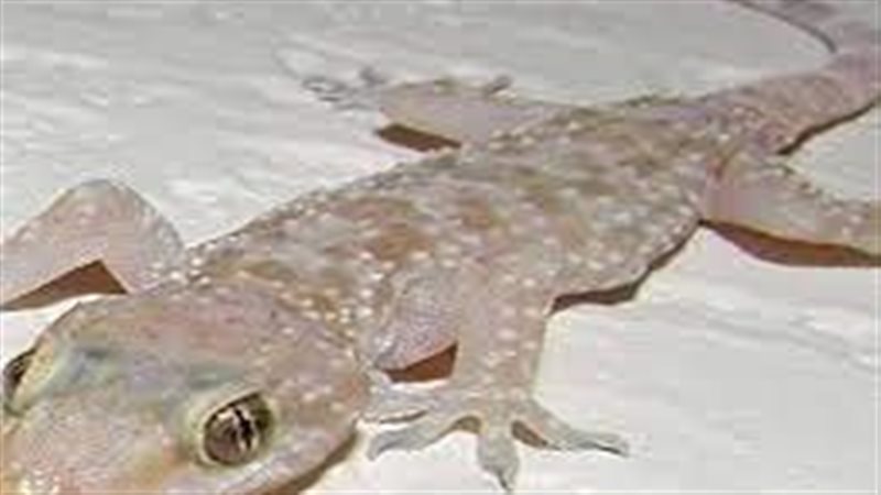 تفسير حلم قتل البرص