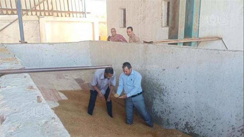 توريد القمح 