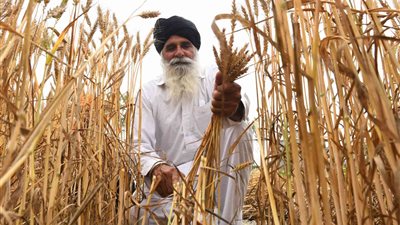 الإمارات: وقف تصدير القمح ذي المنشأ الهندي