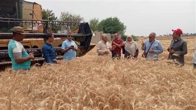زراعة الشرقية: يوم حقلى لحصاد القمح 