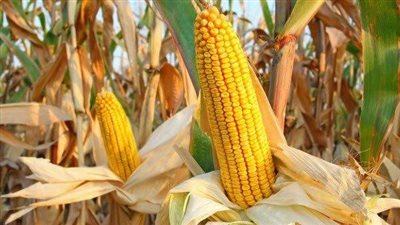 تفعيل منظومة الزراعة التعاقدية ولأول مرة في 8 محاصيل استراتيجية (إنفوجراف)