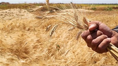 توريد 68 ألف طن قمح للشون والصوامع بالغربية