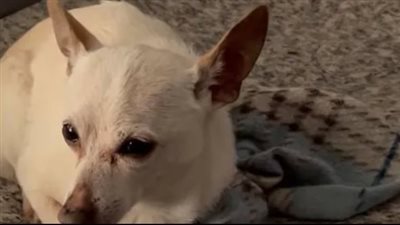 له معلومات جنائية.. القبض على رجل عذب كلبه في مدينة نصر