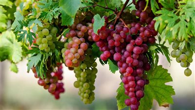 الزراعة تحذر من تأثير ارتفاع الحرارة على العنب والمانجو والزيتون.. توجه نصائح هامة للمزارعين