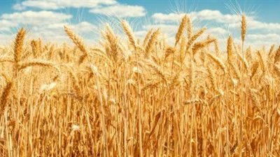 تموين الفيوم يتحفظ على سيارتين محملتين بـ 3.5 أطنان قمح بدون تصريح