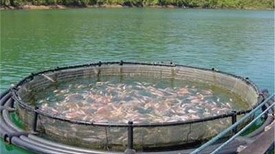 الضوابط القانونية لعمل المزارع السمكية في مصر